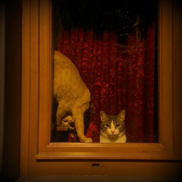 italian-cat1.jpg