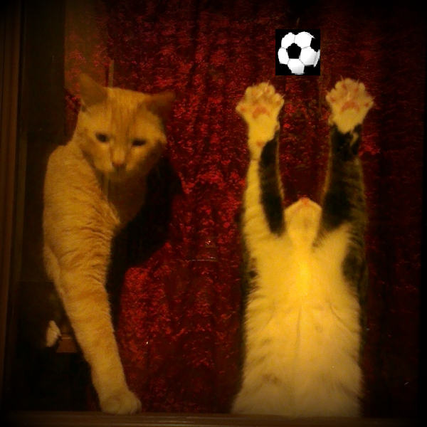 italian-cat8