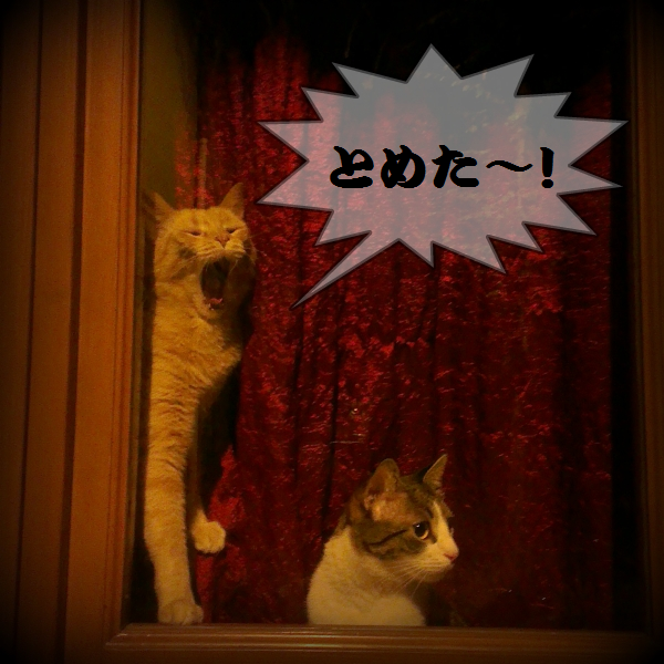 italian-cat8