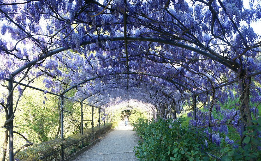 藤の花とフィレンツェの景色を一度に楽しめるカフェテラス | AmicaMako