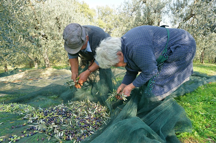 olive13